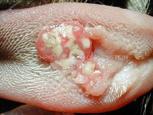Abb. 2: Eosinophiles Granulom auf der Zunge