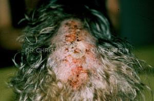 Abb. 2: Flohbissallergie beim Hund
