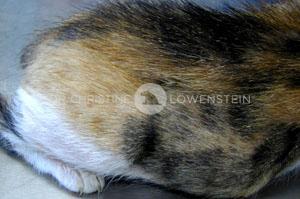Abb. 3: Flohbissallergie bei der Katze: Haarbruch in Bereich der hinteren Körperhälfte